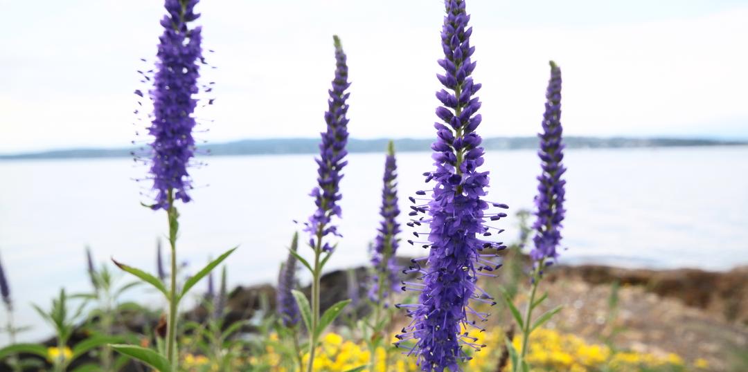 Bilde/illustrasjon om Oslo og Akershus Botanisk Forening